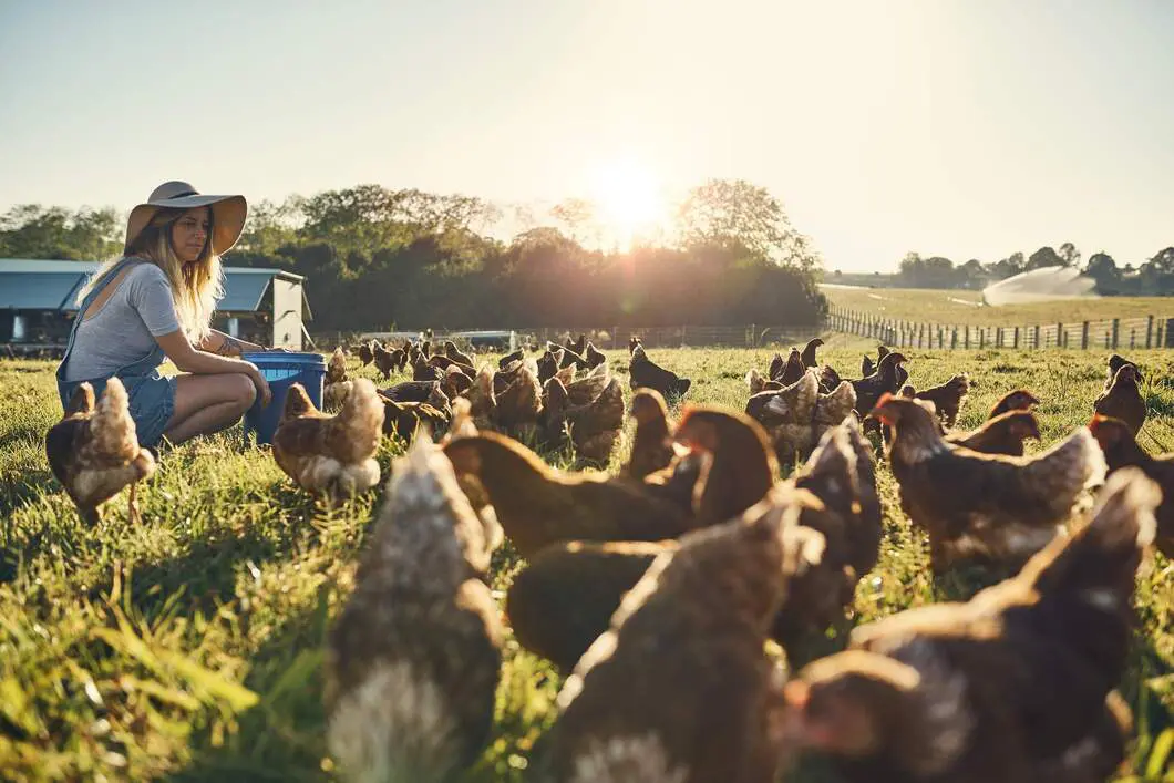 woman-feeding-chickens.jpg-copia.webp